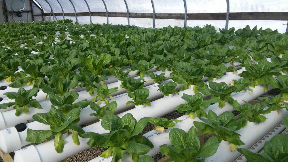 Hydroponics_Farm_Veggies